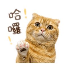 93 貓咪