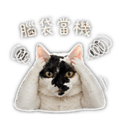 Uni一顆貓：上班貓生