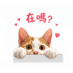 洪金寶-寶哥1