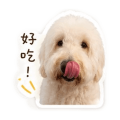 薑薑是一隻黃金貴賓（Goldendoodle)