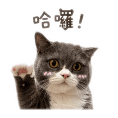 襪襪頑皮豹