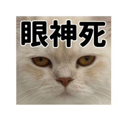 里歐寶寶