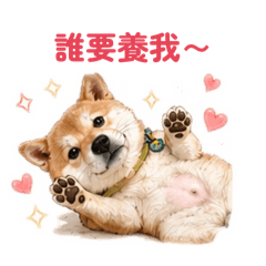 柴犬球球 x 日常問候語