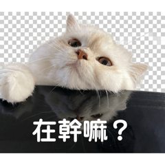 里歐寶寶最可愛