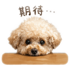 Q迪的-百變表情篇