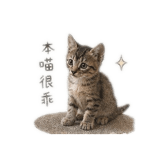 可愛幼貓