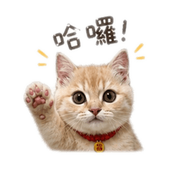 沐沐說你好