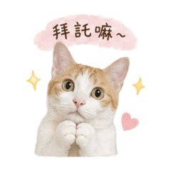 橘白～貓•橘貓❷