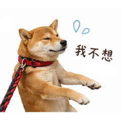 艾莎日常