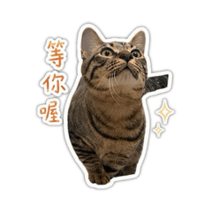 喵的碎碎念