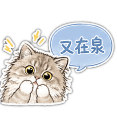 貴嘟米小寶寶