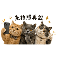我家の貓貓們