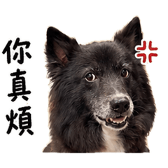 ROYAL店狗