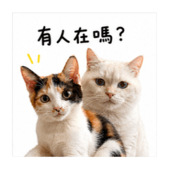 花園兄妹2