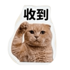 阿喵～～～