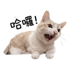 多多阿斗媚娘