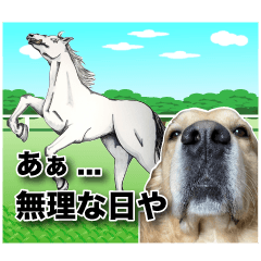 Golden Dog and White Buddy