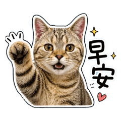 肥貓ㄉ日常生活～