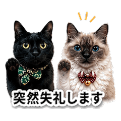 Birman .Himalayan and a black cat
