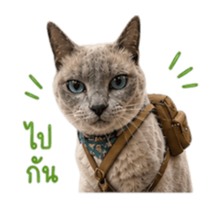 I love Siamese cat