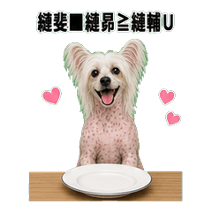 中國冠毛犬問候 1