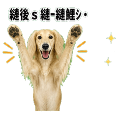 薩路基獵犬問候 1