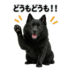 舒伯奇犬 B問候 1