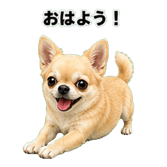 吉娃娃犬問候 1