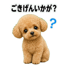 茶杯貴賓犬問候 1