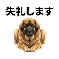蘭伯格犬問候 1