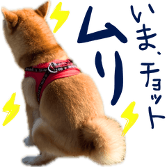 The daily life of Shiba Inu Yuzu - #3