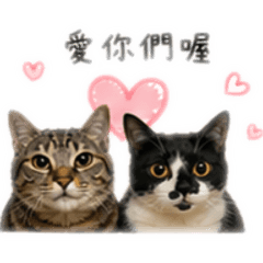 喵了個喵～小寶寶
