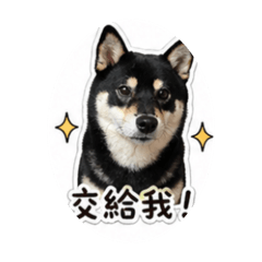 柴柴與喵喵