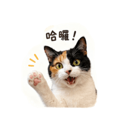 地瓜日常常