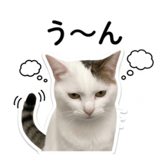 nekohatottemo