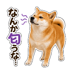 yoyotaro3_20260505193003
