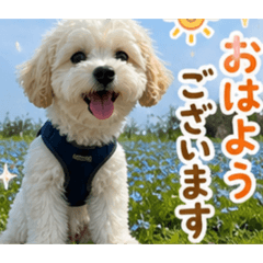 marico_20260505193835