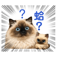 毛毛の平日生活