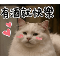 毛毛微醺日常