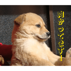 gon_20260505195544