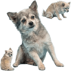 老狗博美犬真人表演