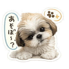 Cute shihtzu Maron