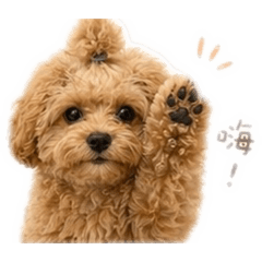 柒柒（潦草篇2）