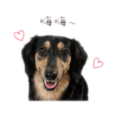 黑妹H