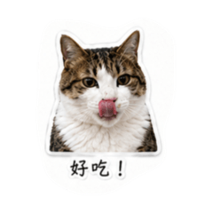 整天ㄔ