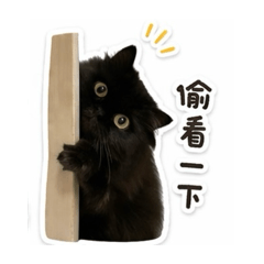 QQ小妞日常