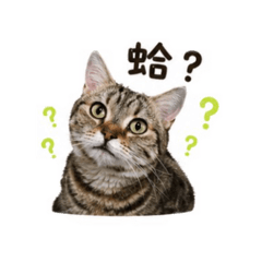 陳小灰日常