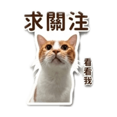 我是阿麥麥麥麥麥