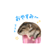 hamster's daily life cyoko