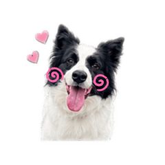 Bordercollie_Lucky
